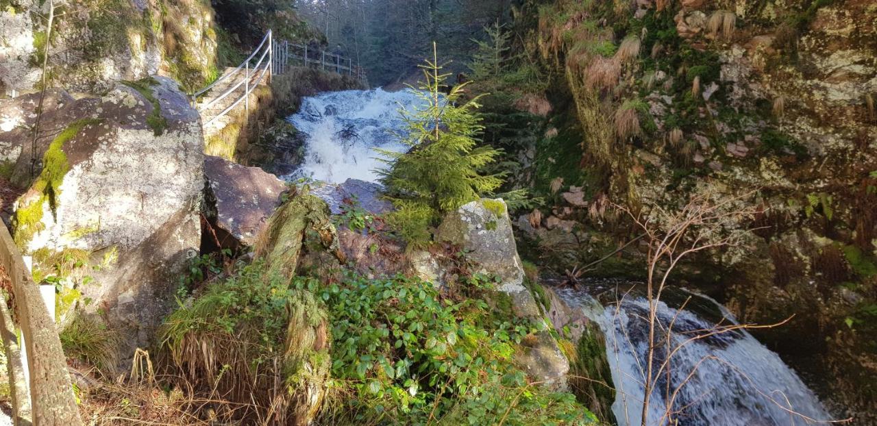 Ferienwohnung Vogelnest Im Schwarzwald Baiersbronn Bagian luar foto